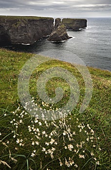 Loop Head Drive