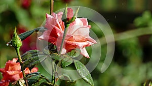 Loop of red roses in the rain. Leaves in drops of water.