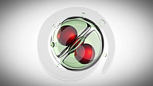 Loop rotate cell division illustration