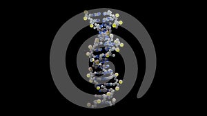 Looped, rotating B-DNA Helix of humans. 3D Animation of stylized DNA Helix with transparent background.