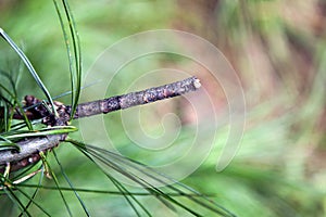 Looper Moth Caterpillar photo