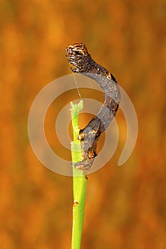 Looper Moth caterpillar , Aarey Milk Colony , INDIA