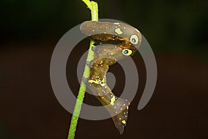 Looper Moth caterpillar , Aarey Milk Colony , INDIA photo