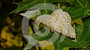 Looper Moth South Africa
