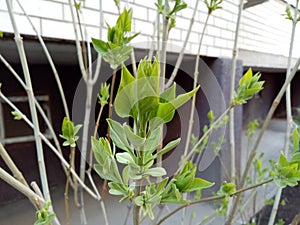 Loose buds on the background of the house photo