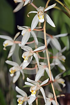 Loose Coelogyne Orchid