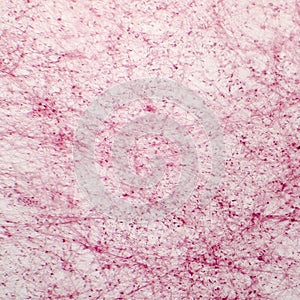 Loose connective tissue