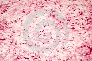 Loose connective tissue