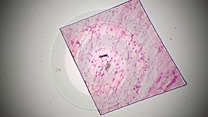 Loose connective tissue whole mount microscopic view with 40 times magnification filmed on bright field