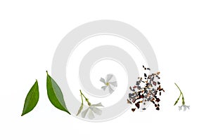Loose green tea with jasmine flowers and tea leaves isolated on white background