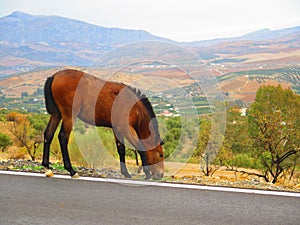 Loose horse on roadside