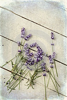 Loose lavender twigs on grunge table