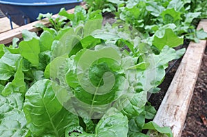 Loose leaf Lettuce Growing in a Greenhouse