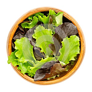 Loose leaf lettuce, red and green leaved pluck lettuce, in wooden bowl photo