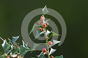 Loose quebracho In the Pampas forest,