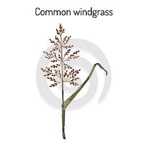 Loose silky-bent or common windgrass Apera spica-venti , weed grass