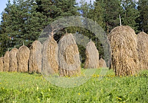 Loose stacked hay on a summer day.