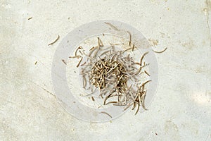 Loose tea on white background