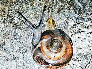 in loose terms, a shelled gastropod. The name is most often applied to land snails, terrestrial pulmonate gastropod molluscs