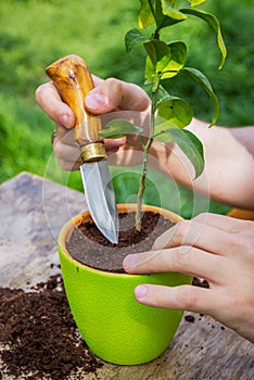 Loosen the ground. Potted plant care. Plant transplant