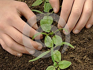 Loosen spinach seedlings photo