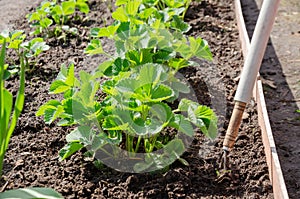 Loosening the soil around the strawberry bushes in the garden