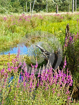 Loosestrife adds color to green swamp habitat