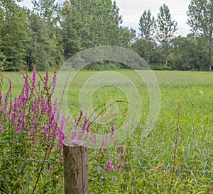 Loosestrife in humid meadow for local biodiversity and flora, France