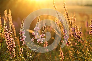 Loosestrife - Lythrum salicaria on a meadow at dusk