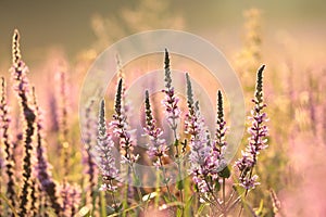 Loosestrife - Lythrum salicaria on the meadow at sunrise