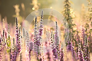 Loosestrife - Lythrum salicaria on the meadow at sunrise