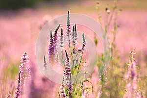 Loosestrife - Lythrum salicaria on the meadow at sunrise