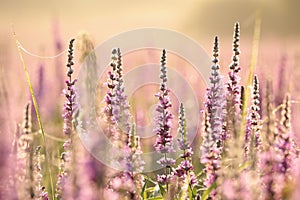 Loosestrife - Lythrum salicaria on the meadow at sunrise