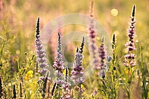 Loosestrife - Lythrum salicaria in the sunshine