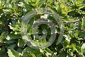 Loosestrife Plant Growing Outdoors