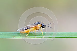 Loosestrife sawfly, Monostegia abdominalis