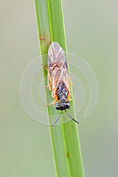 Loosestrife sawfly, Monostegia abdominalis