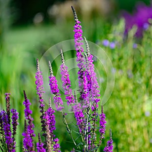 Loosestrife or willowherb or red sally   -  Lythrum Salicaria Rosy Gem - lon edge of bath pond. Pond plant on  bath lake.