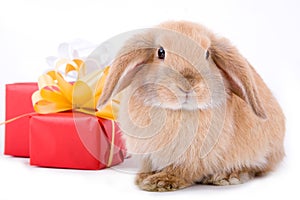 Lop bunny and a gift box photo