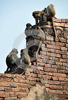 Lop Buri, Thailand: Monkeys at Wat Prang Sam Yot