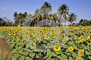 Lop Buri, Thailand: Sunflower Field