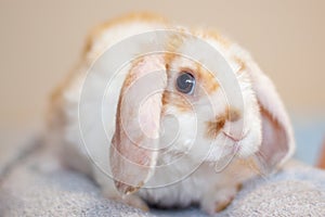 Lop ear little Red and white color rabbit, 2 months old, bunny on grey background -animals and pets concept