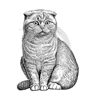 Lop-eared british cat sitting hand drawn sketch Pets