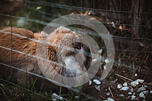 A lop-eared brown rabbit lies in an outdoor paddock on a farm