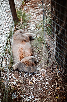 A lop-eared brown rabbit lies in an outdoor paddock on a farm