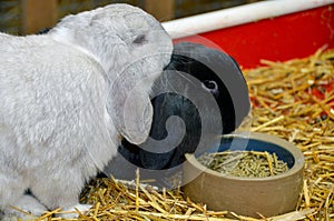 Lop eared bunny with food dish