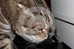 A lop-eared cat drinks water from a black plate