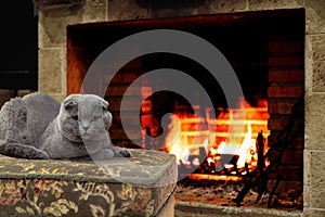 A lop-eared cat by the fireplace