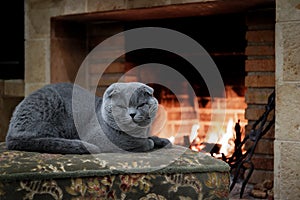 A lop-eared cat by the fireplace