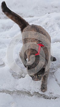 A lop-eared cat walking in the snow